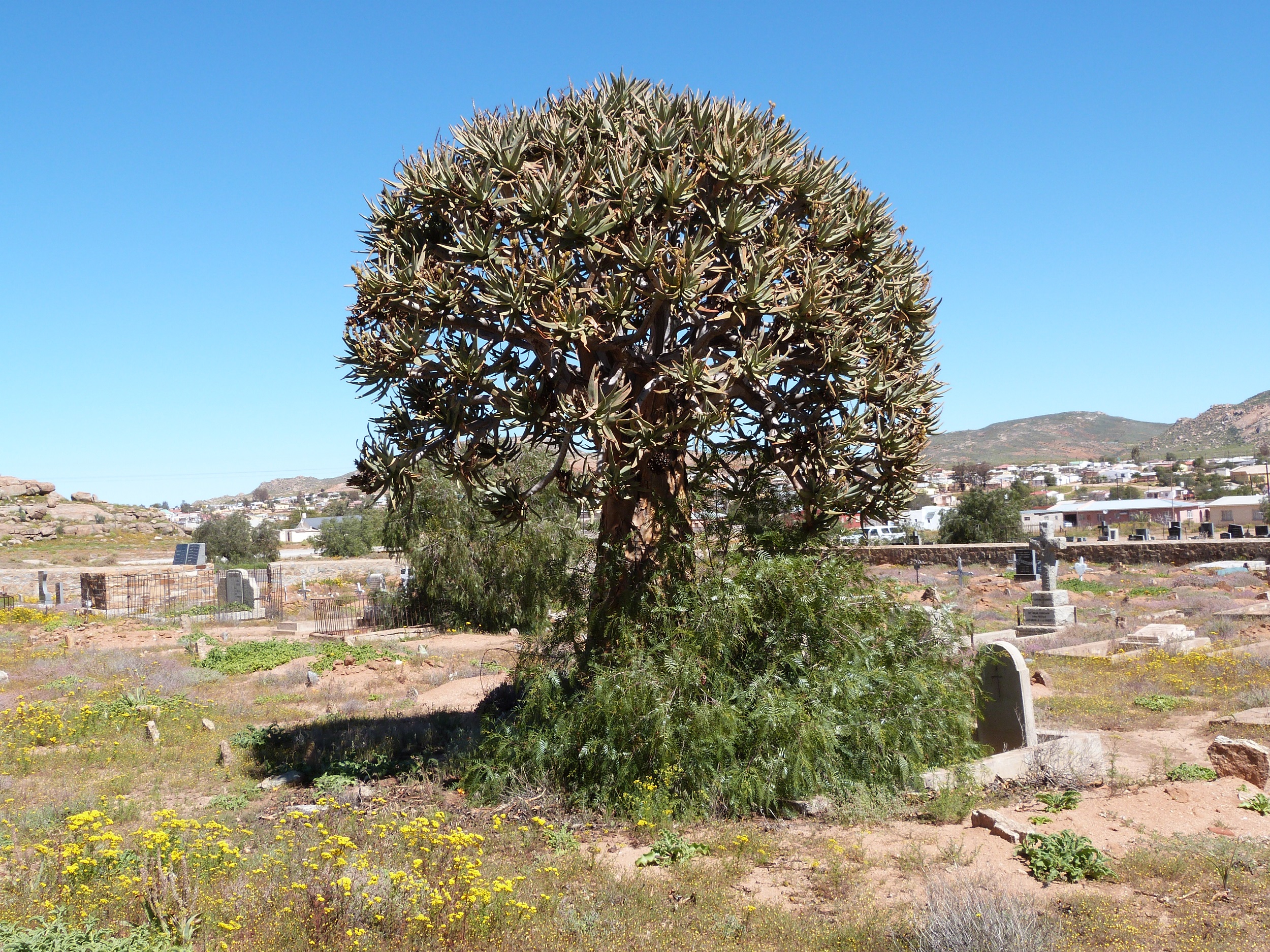 cemetery photo